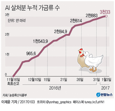 <그래픽> AI 살처분 누적 가금류 수