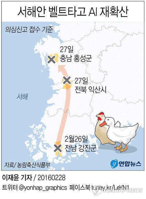 전남·전북·충남…서해안 벨트 타고 AI 재확산(종합) - 1
