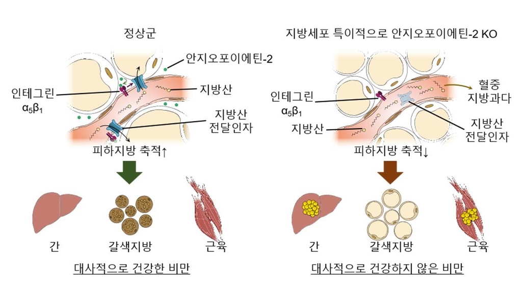 This image provided by the Institute for Basic Science shows the uptake process of fat in the bodies of people with benign obesity (L) and regular obesity. (PHOTO NOT FOR SALE) (Yonhap)