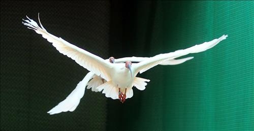 천연기념물 따오기 복원 100마리 눈앞..."훨훨 날고 싶어요" - 6