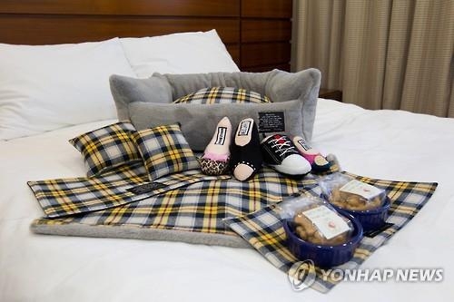 "반려견도 콘도 투숙"…하이원리조트 동반 객실 운영 - 3