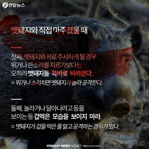 <카드뉴스> '위험한 침입자' 멧돼지가 몰려온다 - 9