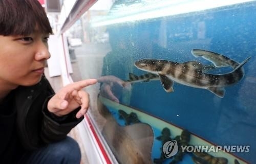 "횟집 수족관이 고향"…참상어 수족관에서 새끼 40여마리 출산 - 2