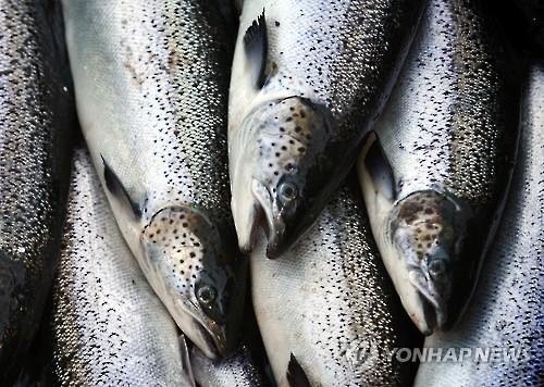 연어 귀해졌다…노르웨이·칠레산 몸값 급등 - 2