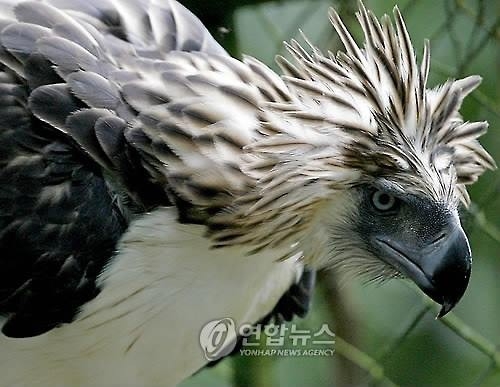 필리핀 '국조' 독수리 서식지 아포산에 불…등반객 1천여명 대피 - 3