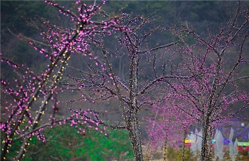 <주말 N 여행> 능수매 늘어진 느랭이골의 봄…광양 여행 - 8