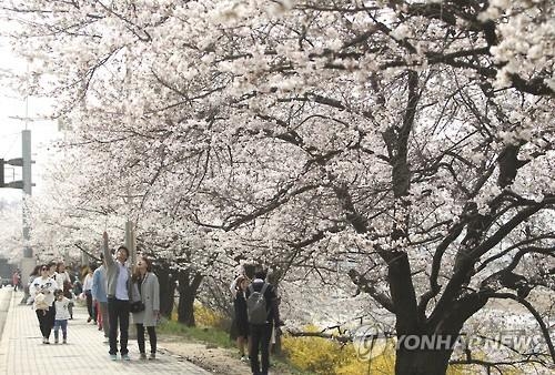 4월 첫 주말 충북, 활짝 핀 봄꽃맞이 인파로 '북적' - 2
