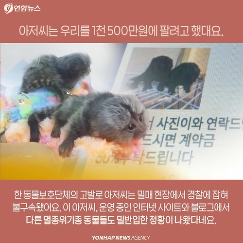 <카드뉴스> 밀매직전 구출된 아기 원숭이 이야기 - 9