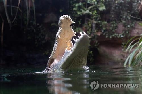 늘어나는 악어에 인명피해 잇따라…호주서 사냥허용 논쟁 재발 - 2