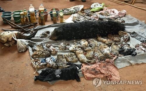 드러나는 '호랑이사원'의 그림자…죽은 호랑이 새끼 40마리 발견 - 2