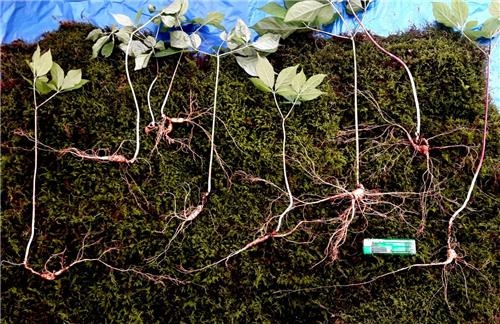 <카메라뉴스> 지리산서 천종산삼 9뿌리 발견 - 2