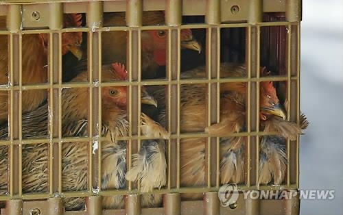 홍콩서 H7N9형 AI 검출…가금류 유통 중단 - 2