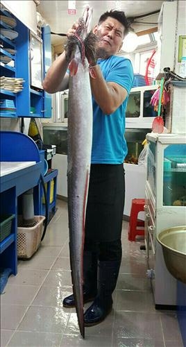 <카메라뉴스> 몸 길이 2m '괴물' 갯장어 잡혀 - 2