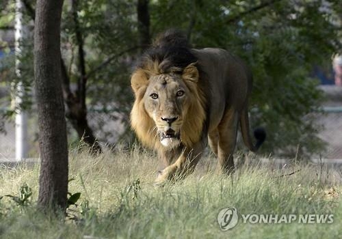 인도 "야생 살인 사자를 잡아라"…18마리 포획·조사 - 2