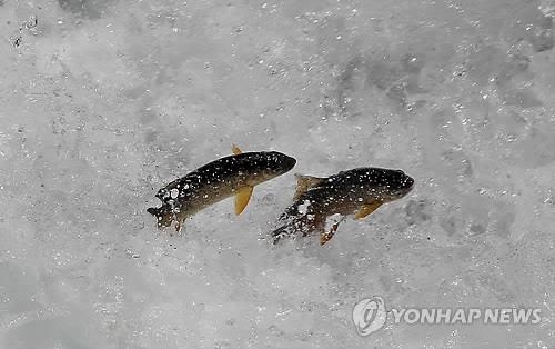 강원 폐광지역에 멸종 위기종 방류…서식지 복원 추진 - 3