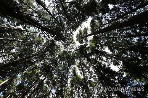 <주말 N 여행> 호남권: 초록빛 힐링 숲으로 가자…근심도 더위도 '싹' - 2