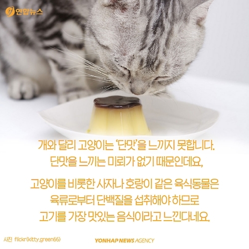 <카드뉴스> 고양이에 대해 모르고 있던 사실 '7가지' - 5