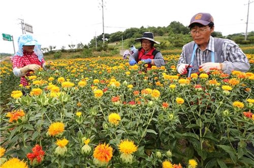 "홍화, 항암제 부작용 완화"…산청 항노화산업 탄력 - 3