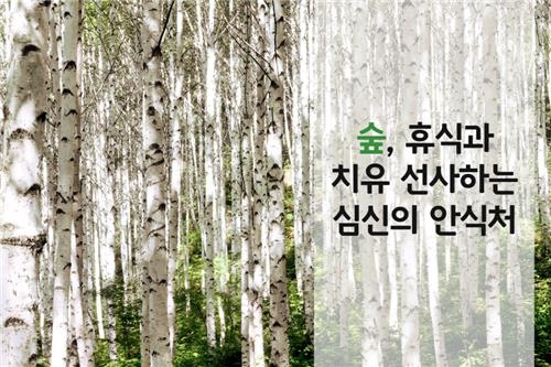 휴식ㆍ치유 선사하는 심신의 안식처 자작나무숲 - 2