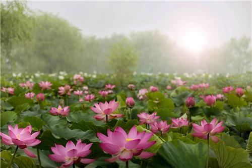 "서동과 선화의 사랑 이야기 품은 연꽃 한가득" - 2