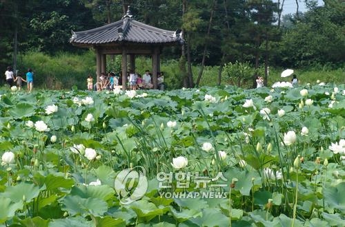 '순백 연꽃의 향연'…김제 하소백련축제 개막 - 2