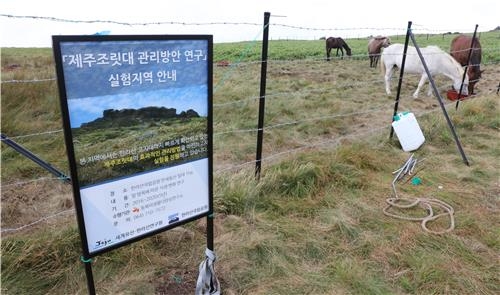 제주 조랑말이 한라산 오른 까닭은…"조릿대 제거" 특명 - 3