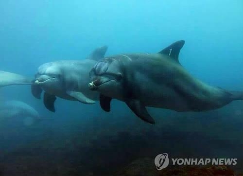 '제돌이' 고향 제주 "수족관 아닌 자연에서 돌고래 본다" - 6