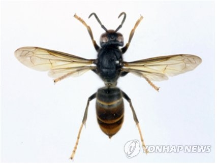 등검은말벌