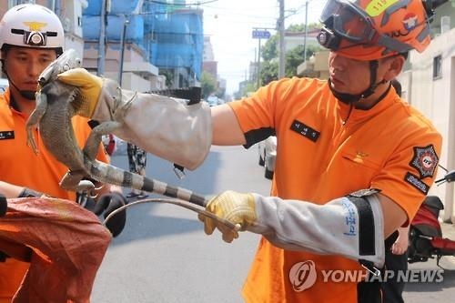 이구아나 구조
