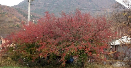 양평 산수유마을