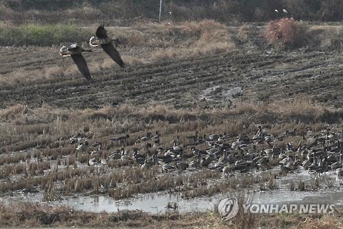 논 위의 겨울 철새