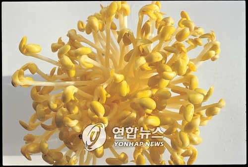 콩나물값도 쑥쑥 올랐다…풀무원 17% 인상 - 1