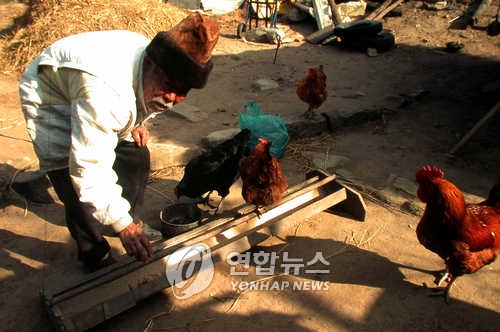 닭 모이 주는 어르신[연합뉴스 자료사진]