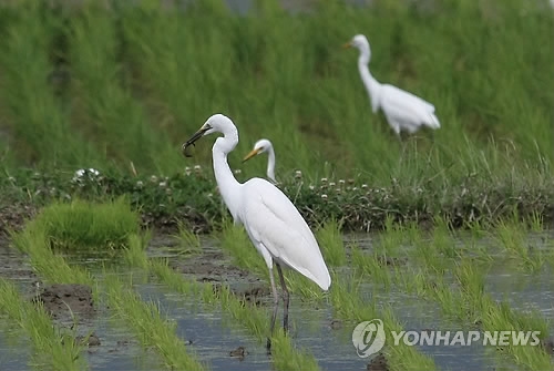 친환경 논의 백로