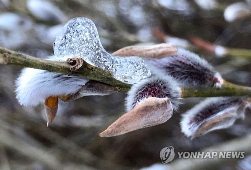 겨울 밀어내는 버들강아지 (서울=연합뉴스) 이동칠 기자 = 입춘을 이틀 앞둔 2일 서울 우이동 계곡의 버들강아지가 추운 날씨 속에서도 겨울옷 사이로 부드러운 솜털을 살짝 드러냈다. 2017.2.2 photo@yna.co.kr