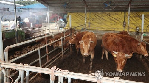 AI 이어 구제역 비상