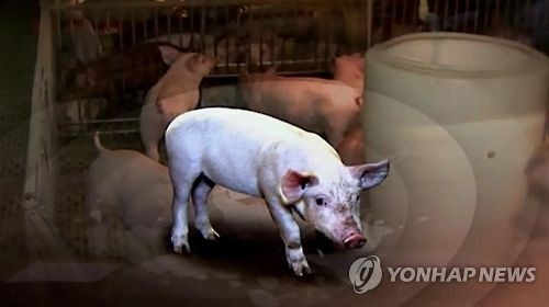 구제역 A형에 한달가량 무방비사태…돼지로 번지면 속수무책(종합) - 3