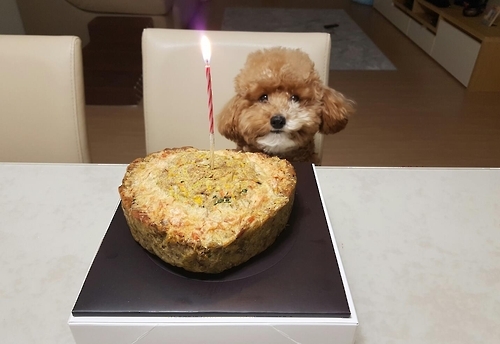 돌맞이 케이크 받은 애완견