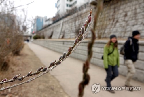 추위 속 활짝 핀 버들강아지 (서울=연합뉴스) 백승렬 기자 = 우수가 하루 지난 19일 오후 쌀쌀한 날씨에도 버들강아지가 활짝 핀 서울시 종로구 관수교 인근 청계천 변에서 시민들이 산책하고 있다. 2017.2.19