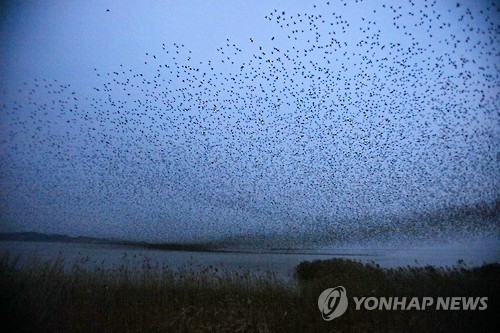 영암호 가창오리 군무