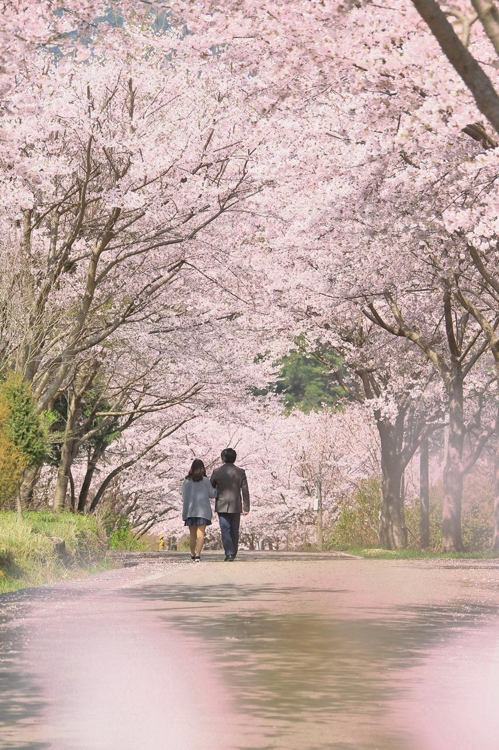 고성군 연화2구 벚꽃길