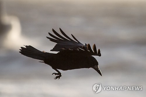 日연구진, 까마귀·AI간 대화 연구시도…행불자수색 등 활용기대 - 1