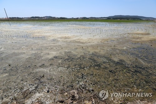 더위와 가뭄에 이끼웅덩이로 변한 전남 무안의 논.
