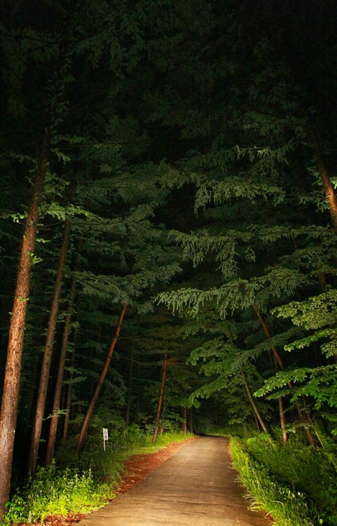 깊고 깊은 청옥산 자락의 휴양림은 짙은 그늘을 선사한다(성연재기자)