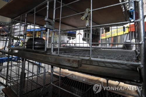 'AI 감염 의심' 오골계 전국 유통…또 사태 키운 '모럴해저드' - 1