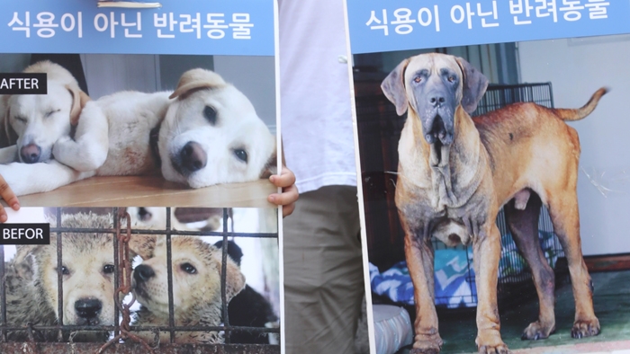 개 한해 300만 마리 보신탕으로…"단계적 금지 해야" - 1