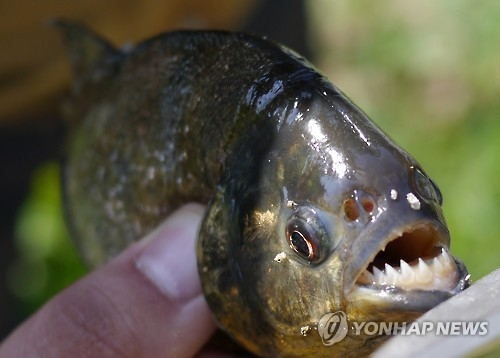 강원도에서 잡힌 아열대 육식어종 '피라니아'