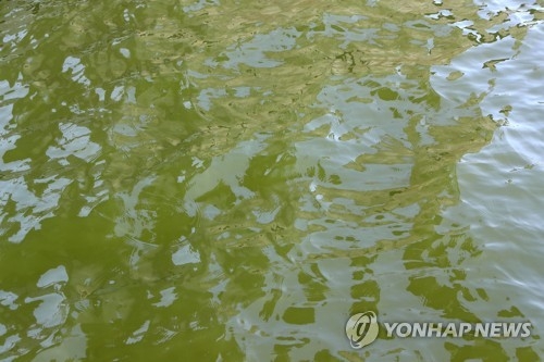 초록색 강물