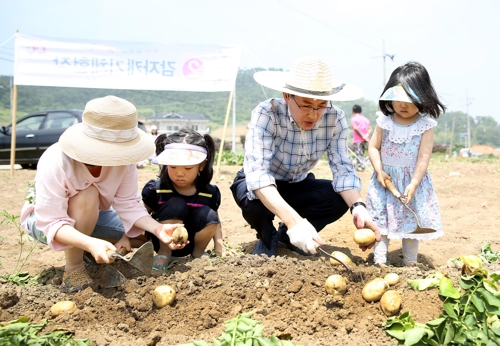 팔봉산 감자축제 감자캐기 체험