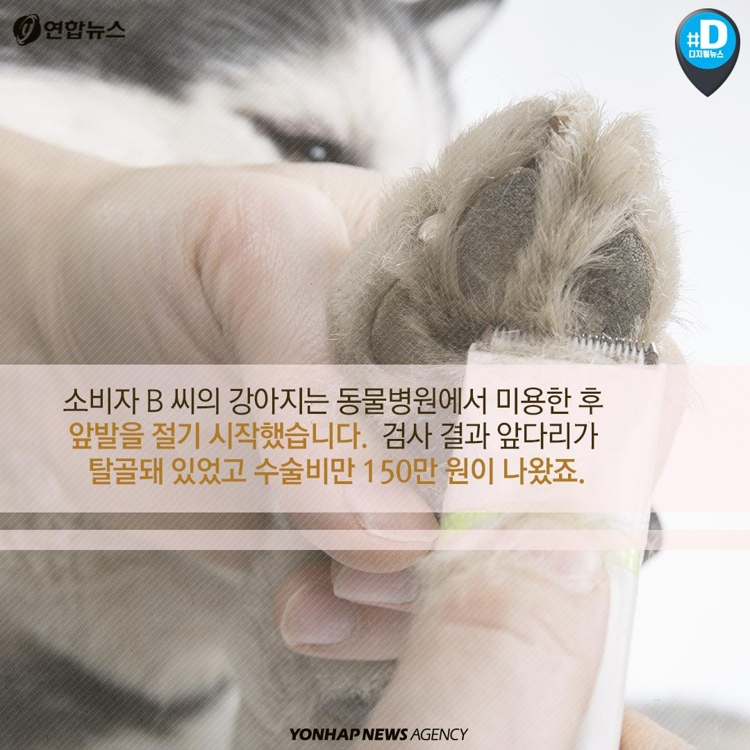 [카드뉴스] '반려동물은 물건'…동물병원 의료사고에도 배상 적은 이유 - 7
